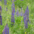lavendel planten