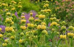 border planten winterhard