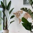grote binnenplanten