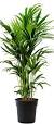 grote plant binnen