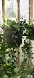 ikea planten