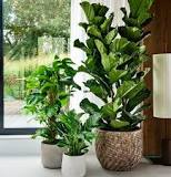 kamerplanten groot