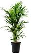 planten in huis