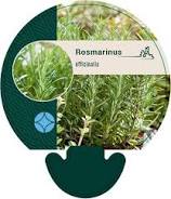 rozemarijn plant