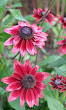 vaste planten met bloemen