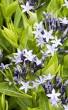 vaste planten winterhard