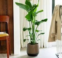 woonkamer plant