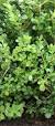 balkon planten