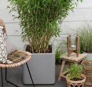 bamboe in de tuin
