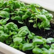 basilicum planten