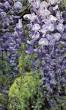 blauwe regen planten