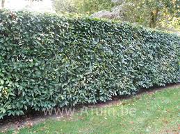 haag planten