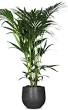 kamer plant