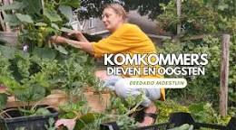 komkommer plant