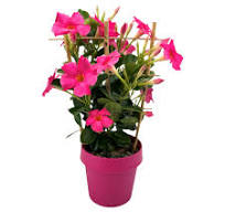 plant met roze bloem