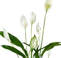 plant met witte bloem