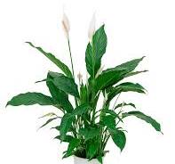 plant witte bloem