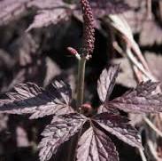 vaste planten schaduw