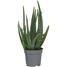 aloe vera plant kopen