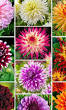 dahlia vaste plant