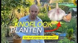 look planten