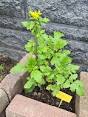 mosterdzaad plant