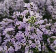 paarse vaste plant