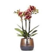 planten bezorgen
