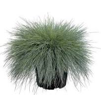 siergrassen planten