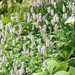 vaste planten met bloemen winterhard
