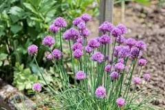 balkon planten volle zon