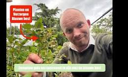 blauwe bessen planten