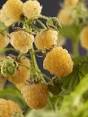 framboos planten