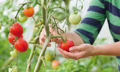 tomaat planten