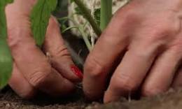 tomaten planten