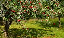 appelboom planten