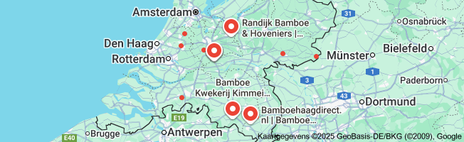 bamboe planten