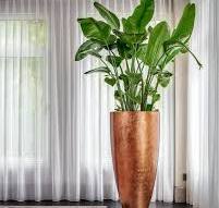 goedkope grote kamerplanten