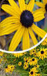 lang bloeiende lage vaste planten