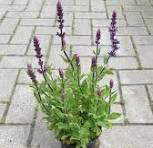 paarse plant buiten