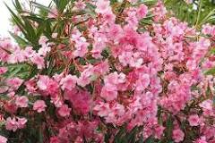 top 10 mediterrane planten