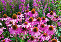 winterharde planten zomerbloeiers