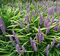 laagblijvende vaste planten