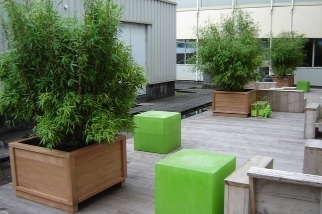 bamboe plant buiten