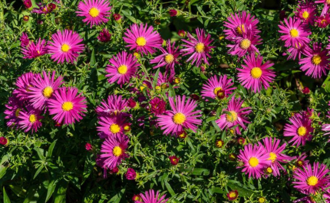 blauwe bloemen vaste plant