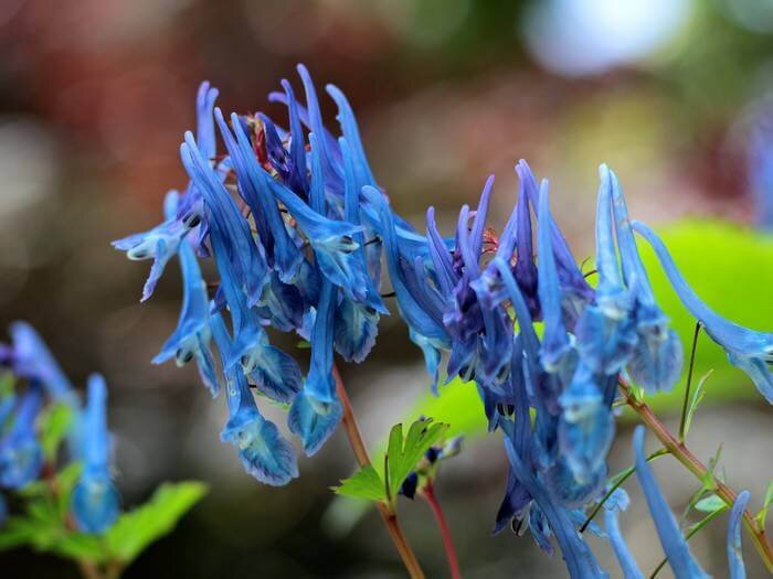 blauwe vaste planten langbloeiend