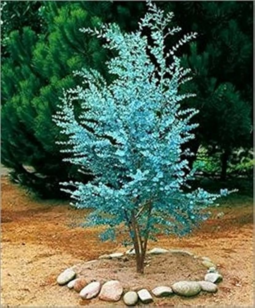 eucalyptus plant buiten