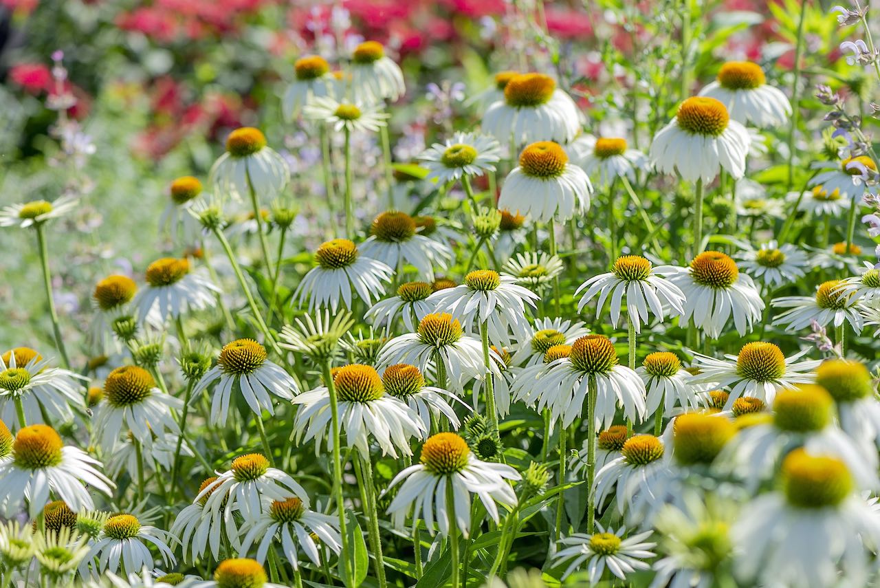 groenblijvende planten met witte bloemen