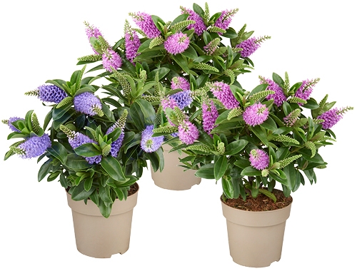 groene plant met paarse bloemen