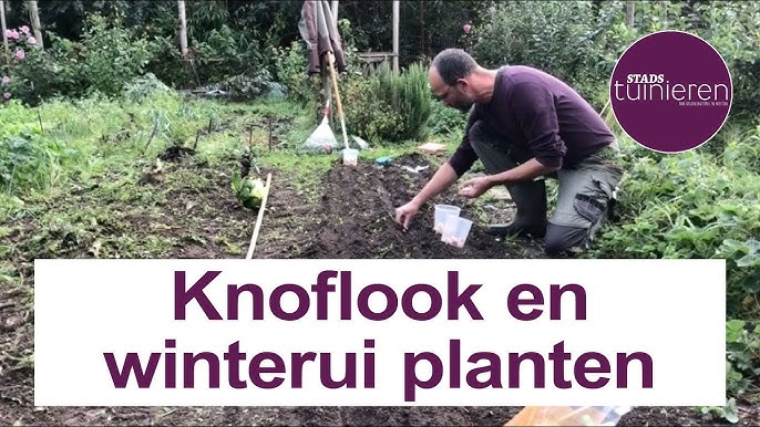 knoflook planten